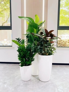 宁波北仑绿化养护公司